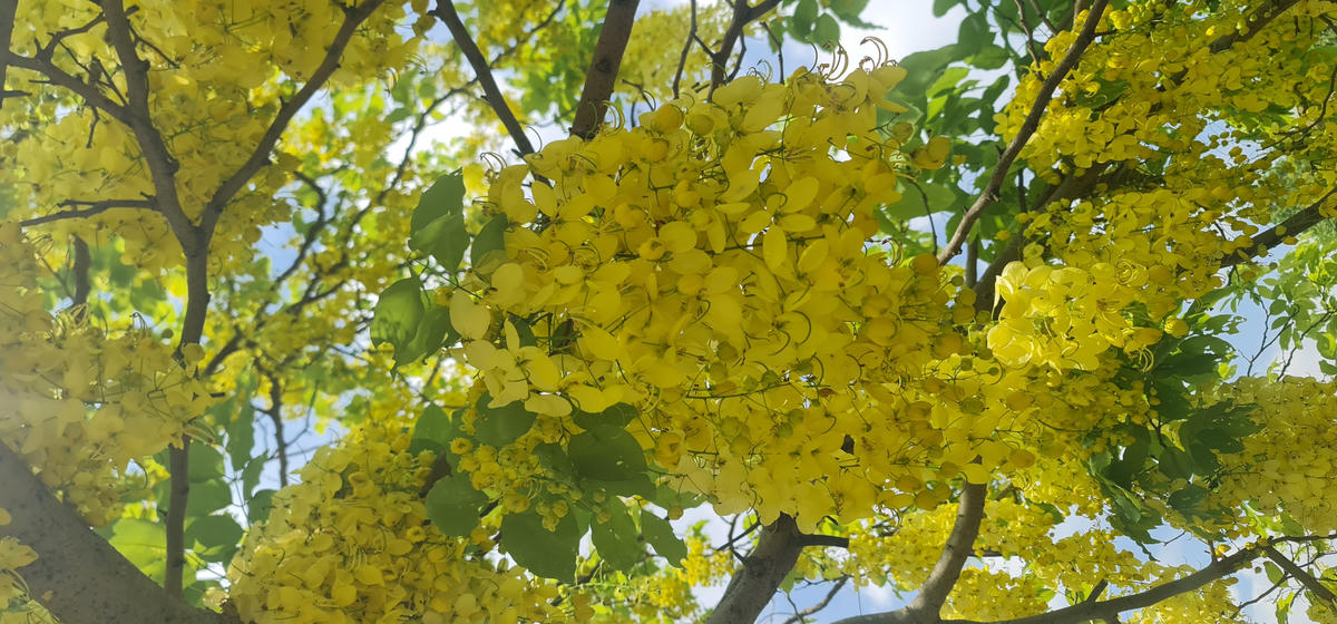 Mùa hoa muồng hoàng yến thường kéo dài từ tháng 5 đến tháng 7, nắng càng gay gắt, hoa càng thêm lung linh, huyền hoặc. Ảnh: Anh Tuấn