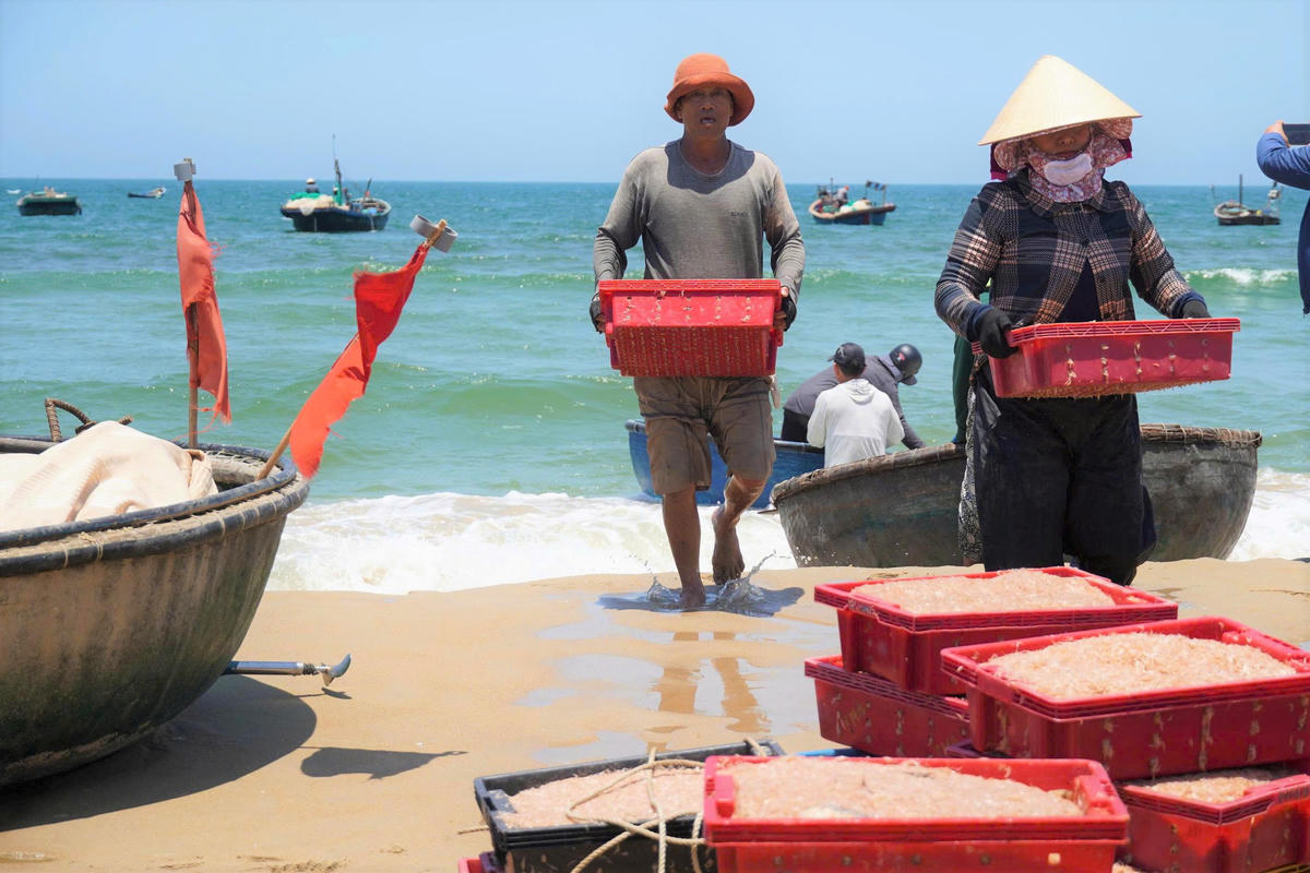 Từng sọt chứa ruốc tươi được ngư dân đưa lên bờ. Ảnh: CĐ.