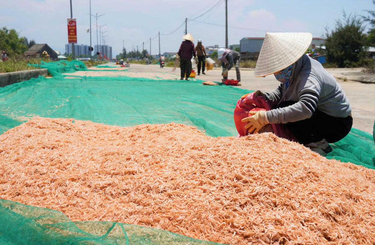 Người dân phơi ruốc trên lưới. Ảnh: TT.
