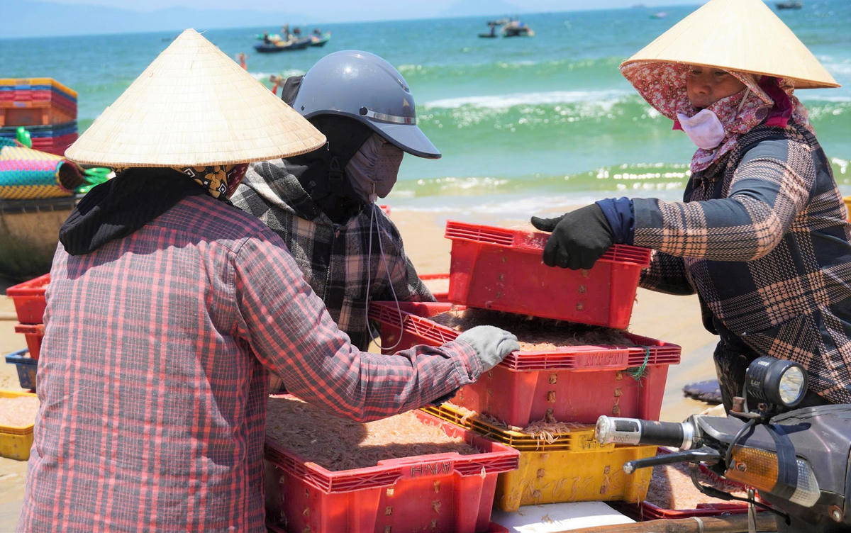 Thương lái thu mua các sọt ruốc của ngư dân. Ảnh: CĐ.