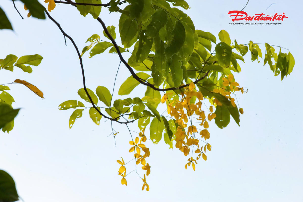 Hà Nội đẹp nao lòng vào mùa hoa tháng Năm