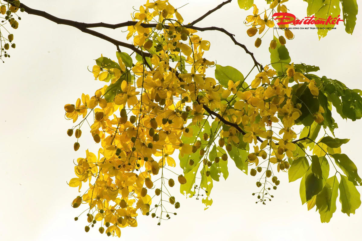 Hà Nội đẹp nao lòng vào mùa hoa tháng Năm