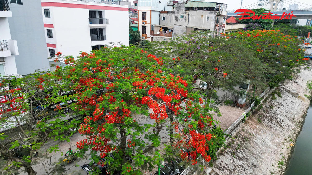 Hà Nội đẹp nao lòng vào mùa hoa tháng Năm