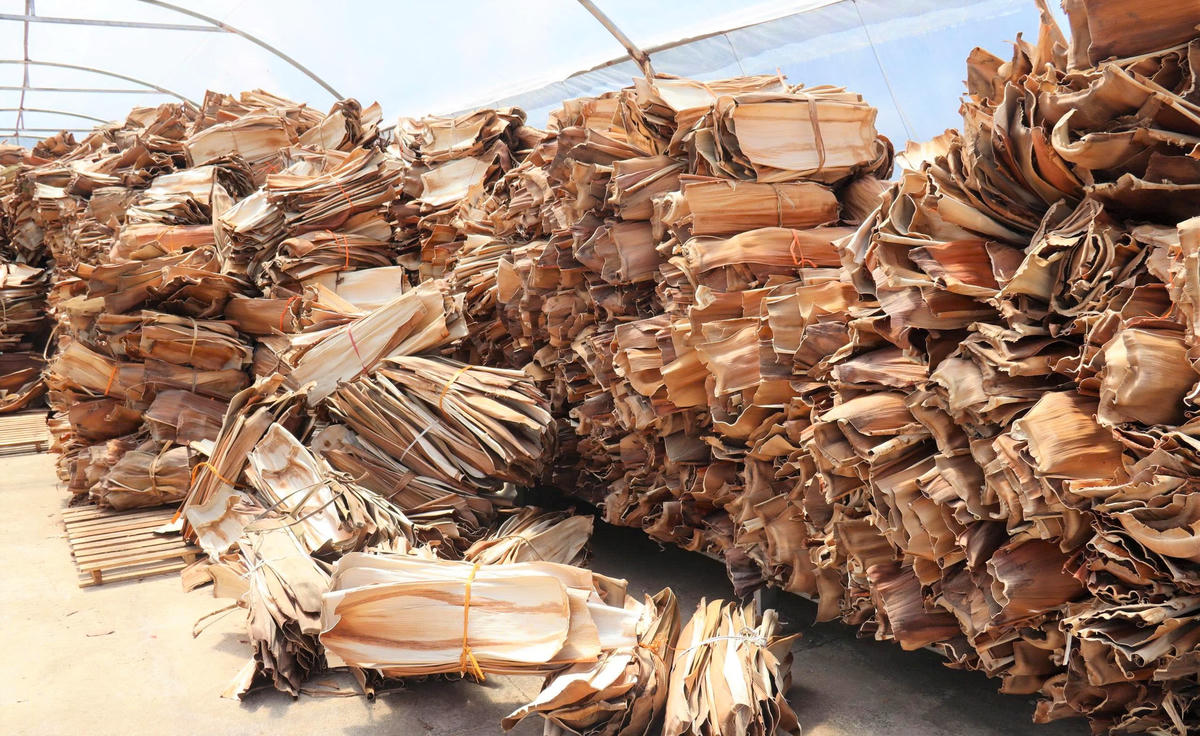 Mo cau được chủ cơ sở thu mua để chế biến nhiều sản phẩm thân thiện với môi trường. Ảnh: CĐ.