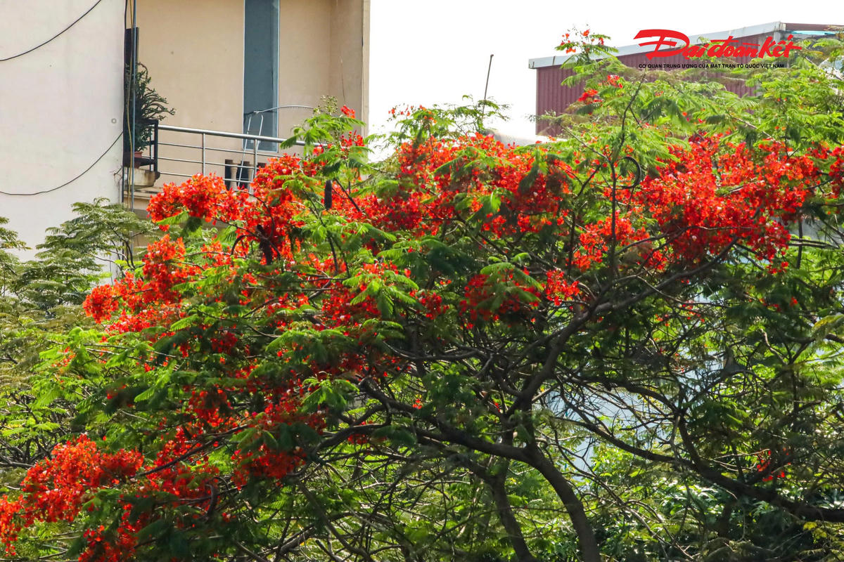 Hà Nội đẹp nao lòng vào mùa hoa tháng Năm