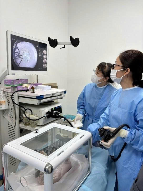 Học viên thực hành trên mô hình trong khóa đào tạo kỹ thuật cắt tách dưới niêm mạc (ESD).