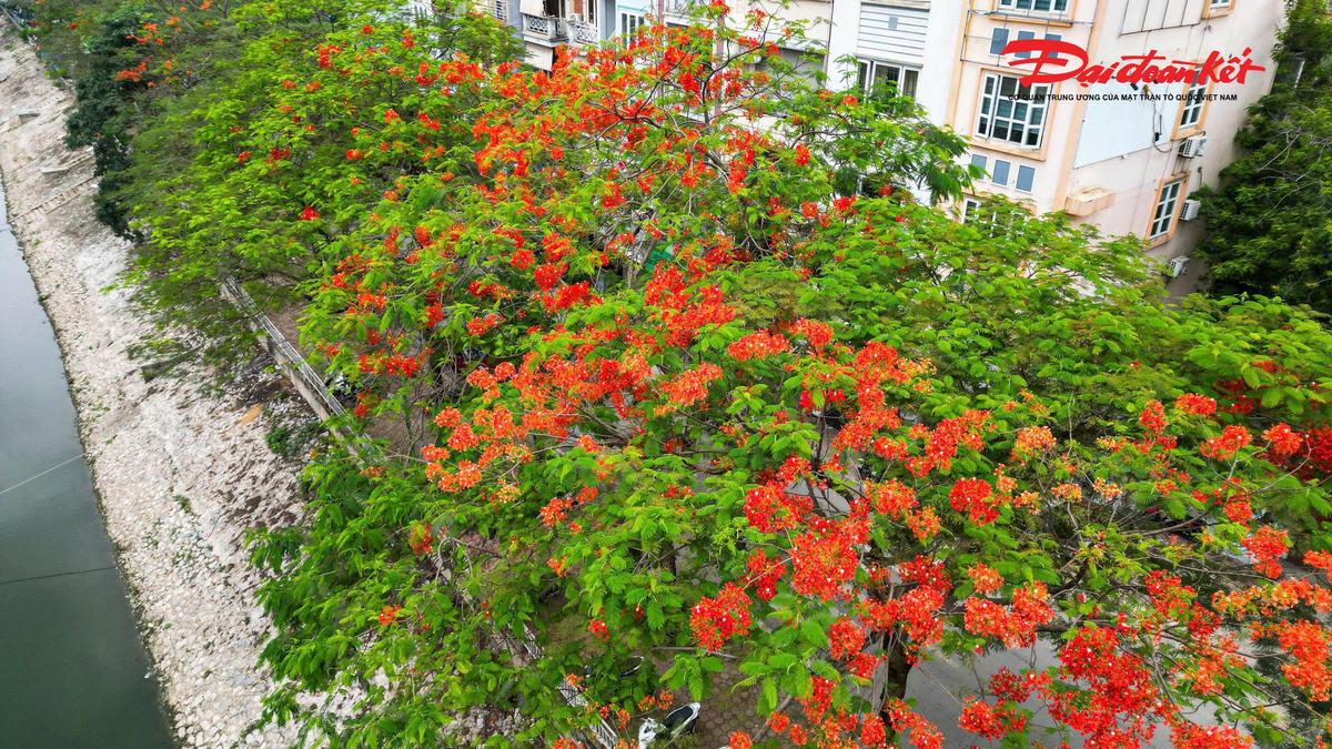 Hà Nội đẹp nao lòng vào mùa hoa tháng Năm