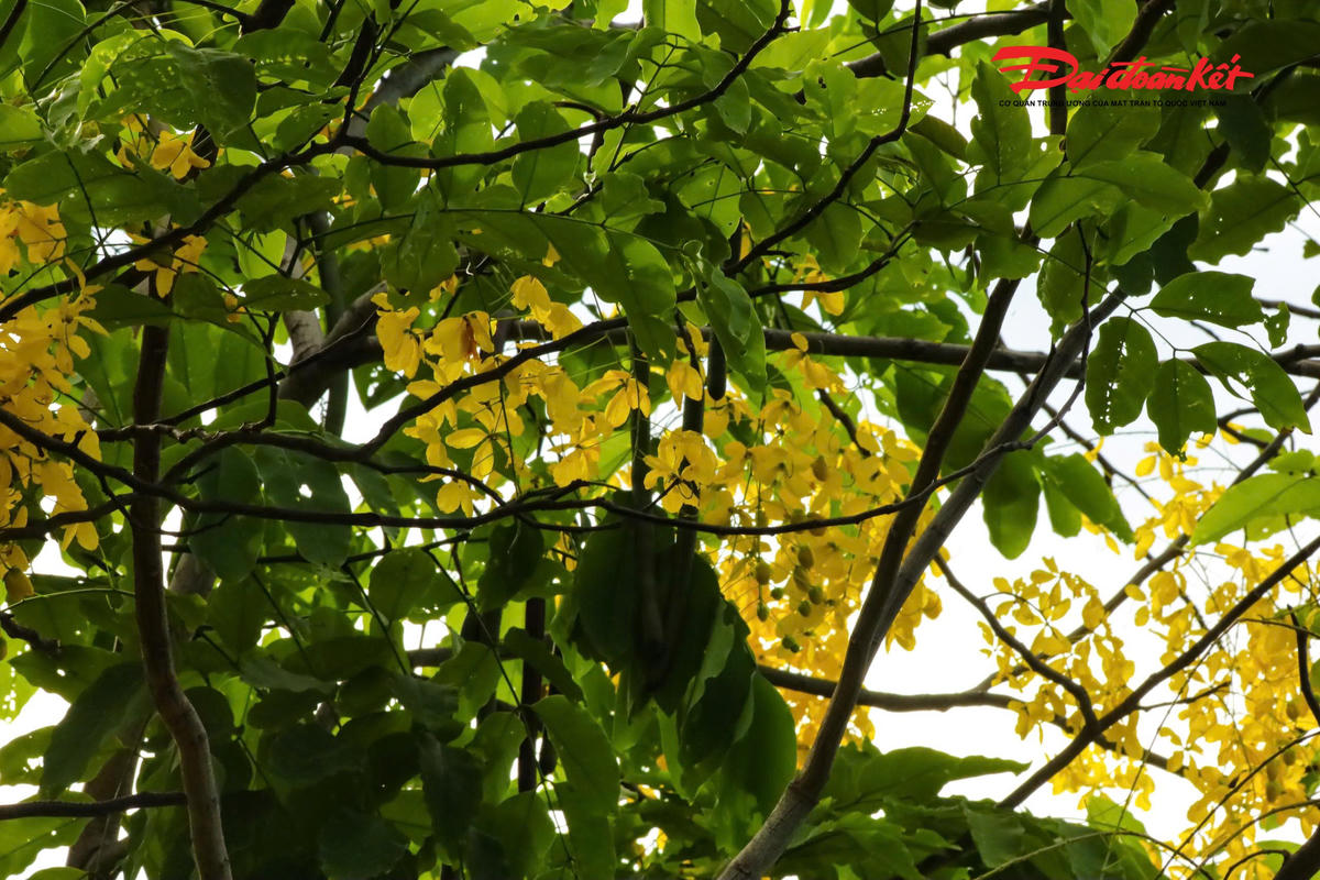 Hà Nội đẹp nao lòng vào mùa hoa tháng Năm