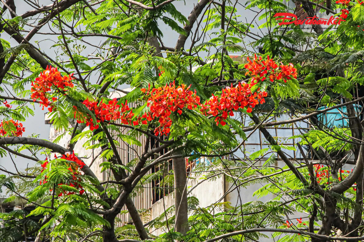Hà Nội đẹp nao lòng vào mùa hoa tháng Năm