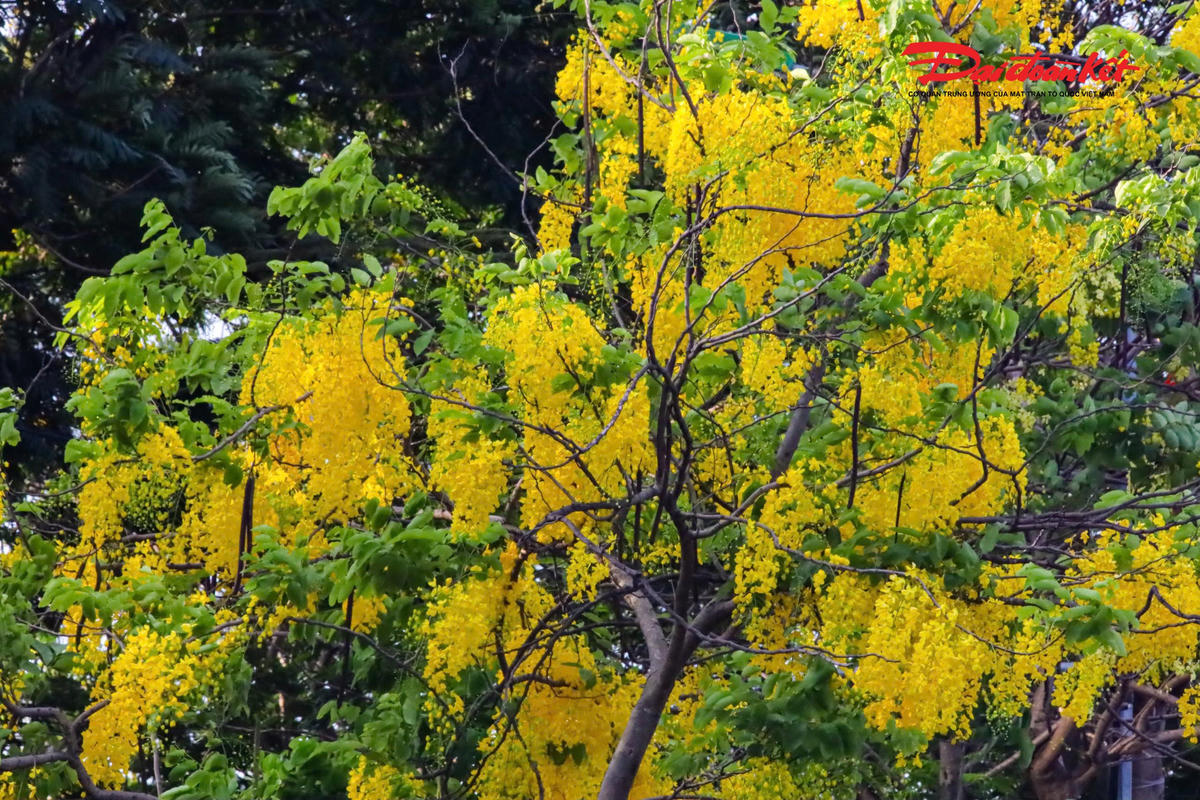 Hà Nội đẹp nao lòng vào mùa hoa tháng Năm