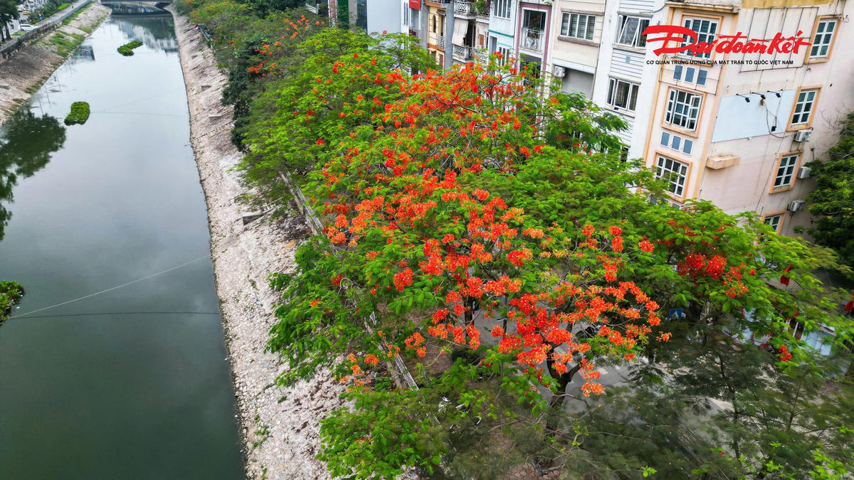 Hà Nội đẹp nao lòng vào mùa hoa tháng Năm