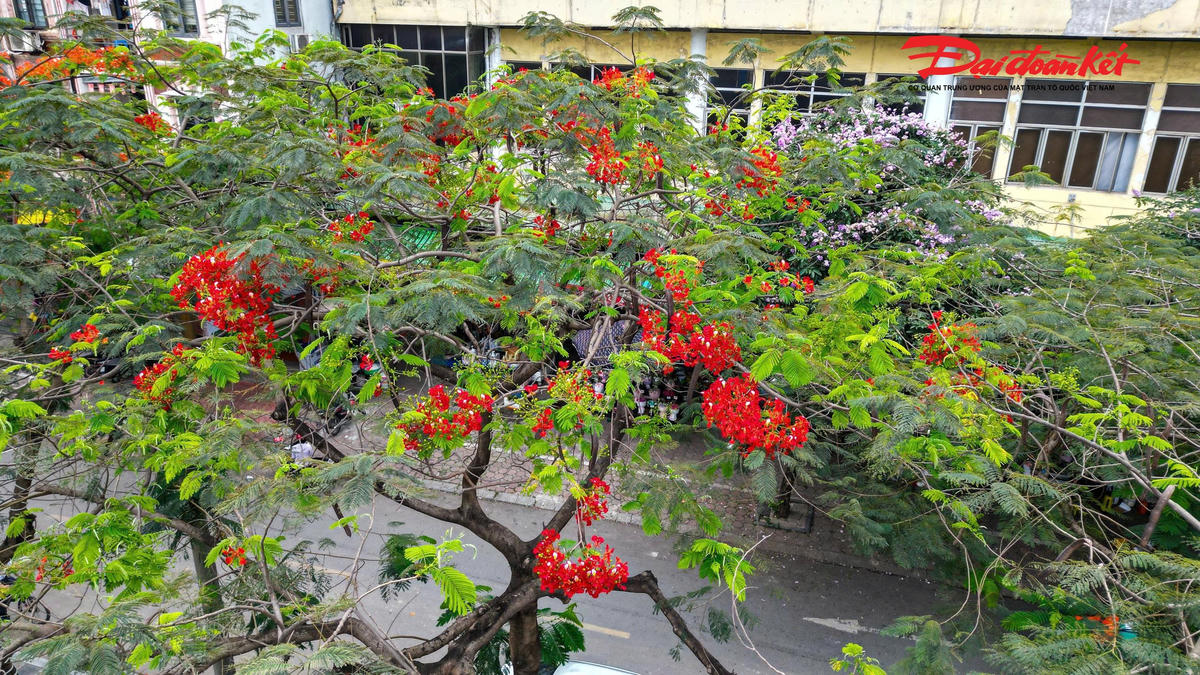 Hà Nội đẹp nao lòng vào mùa hoa tháng Năm