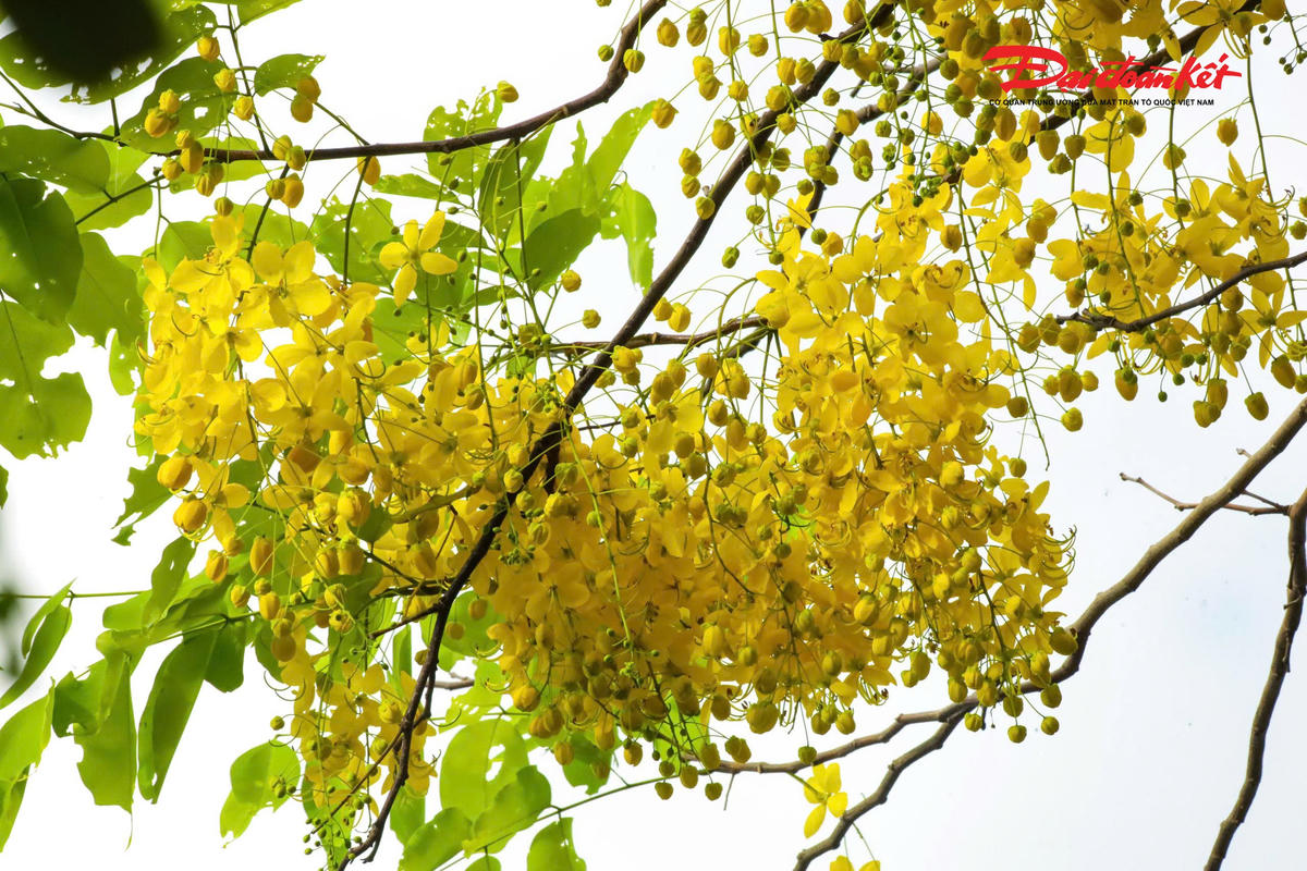 Hà Nội đẹp nao lòng vào mùa hoa tháng Năm