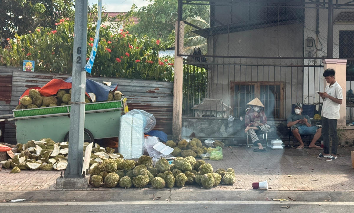 Nhiều nhà vườn, điểm bán phải đưa sầu riêng ra lề đường tiêu thụ với giá thấp. (Ảnh: Trung Ngãi).