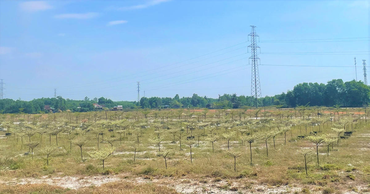 Một góc Dự án Khu công nghiệp (KCN) Tam Anh 1. Ảnh: CĐ.