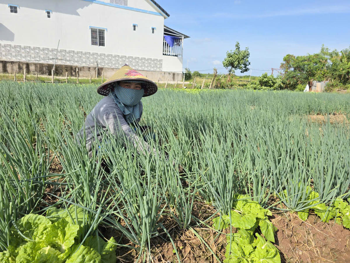 Nghề trồng màu trên rẫy giúp nhiều gia đình đồng bào dân tộc Khmer phường Hiệp Thành, tỉnh Cà Mau phát triển kinh tế gia đình. Ảnh: Nguyên Du
