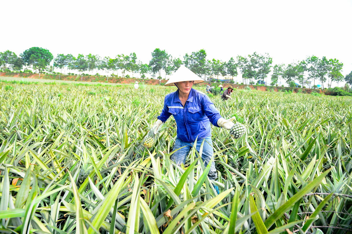 Từ sáng sớm, các lối mòn men theo sườn đồi đã tấp nập người qua lại. Người bẻ dứa, người phân loại, người đóng hàng rồi tất bật chuyển xuống điểm tập kết dưới chân đồi. Ảnh: Đình Minh