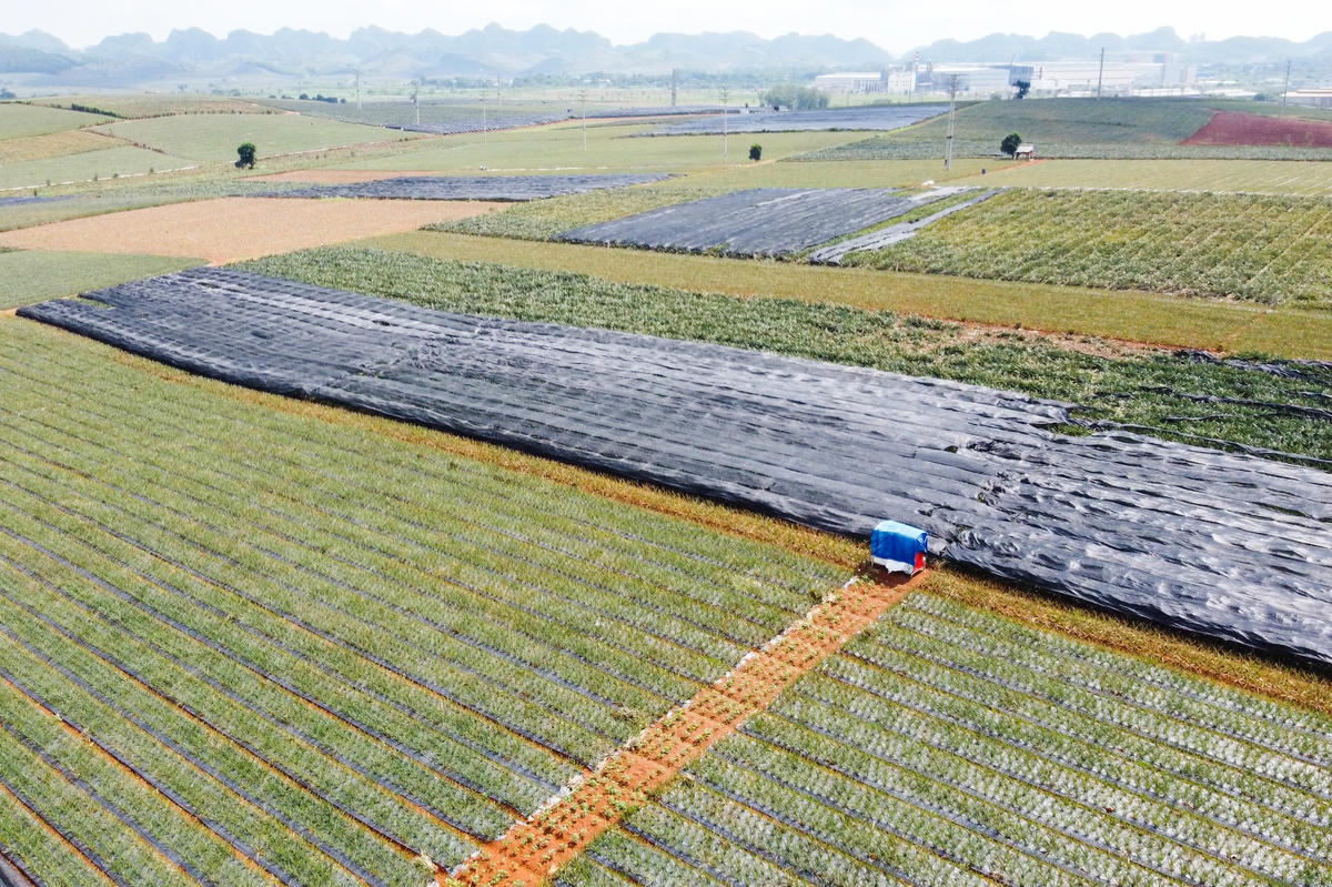 Cuối tháng 5/2026, vùng trồng dứa ở phường Quang Trung bước vào thời điểm nhộn nhịp nhất trong năm. Từ trên cao, những triền đồi phủ một màu xanh ngút ngàn, xen giữa là sắc vàng của những quả dứa chín. Ảnh: Đình Minh