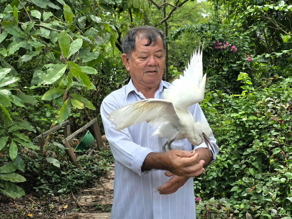 Ông Lê Văn Chìa đang chăm sóc cá thể cò trắng. (Ảnh: Vườn chim Hai Chìa).