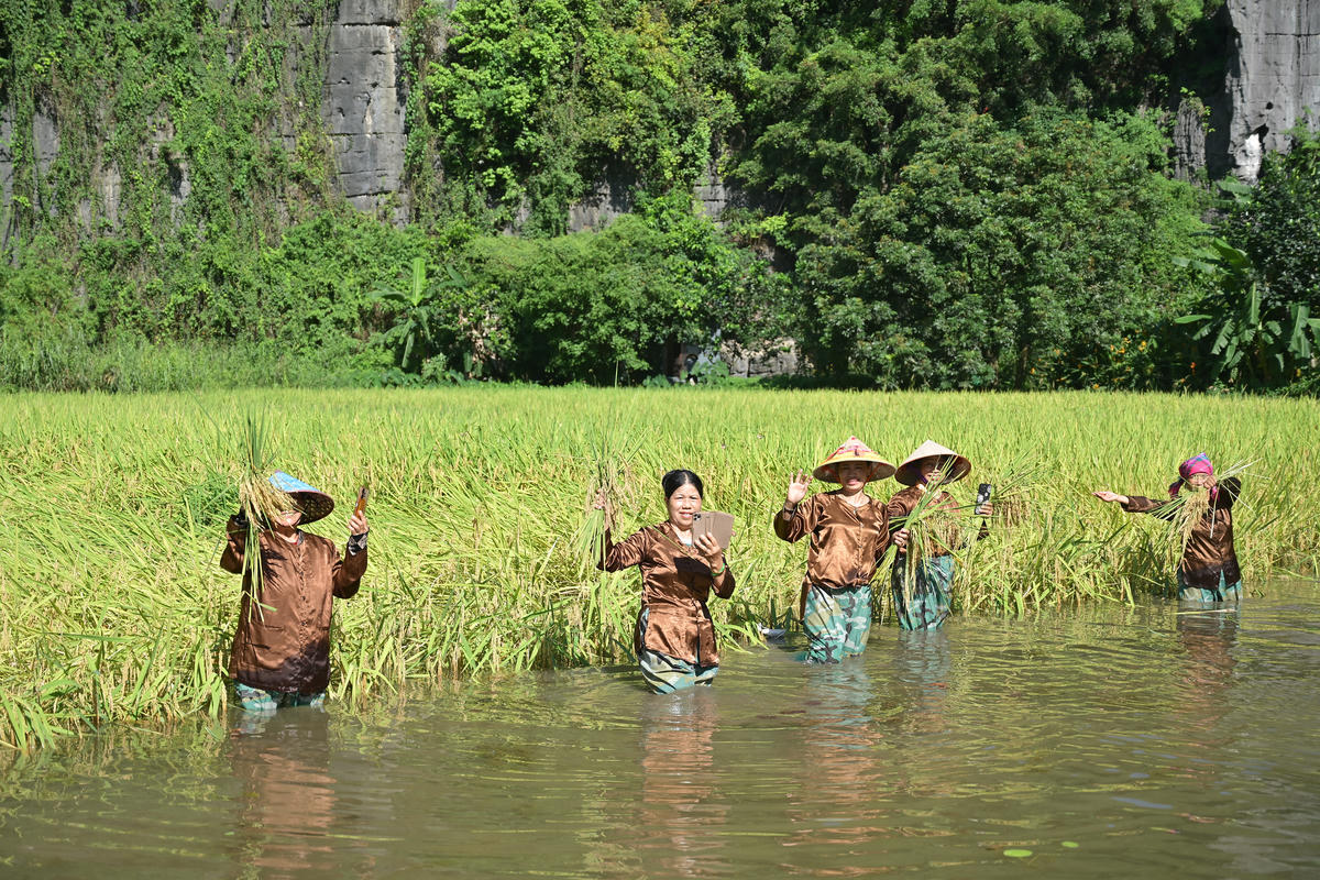 Mùa lúa chín trên cánh đồng Tam Cốc. Ảnh: Đình Minh