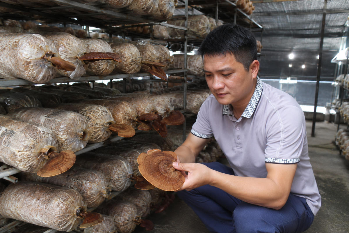 2.000 phôi nấm lim xanh được trồng tại nhà đã có những thành công ban đầu.