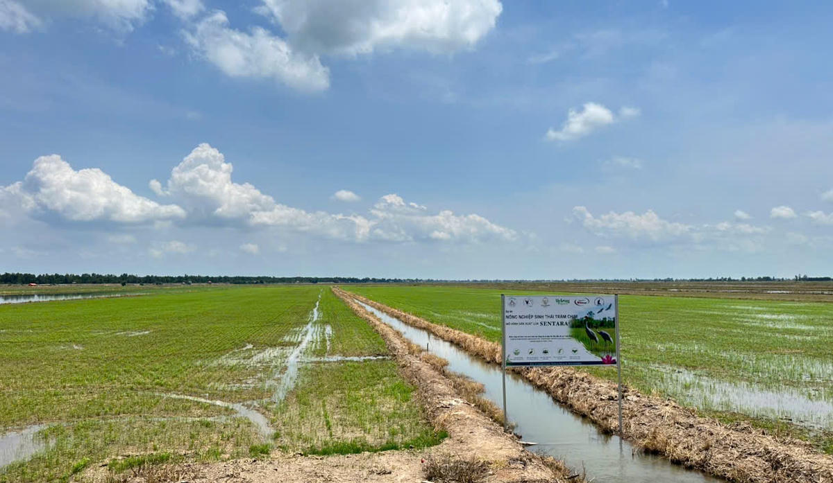 Cánh đồng thực hiện dự án mô hình lúa sinh thái cho nông hộ và bảo tồn sếu đầu đỏ tại Tràm Chim. (Ảnh: Trung Ngãi).