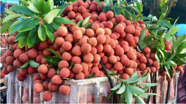 Cục Xuất nhập khẩu, Bộ Công Thương đề nghị các đơn vị liên quan đẩy mạnh hỗ trợ tiêu thụ quả vải. Ảnh minh hoạ