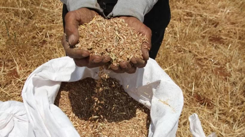FAO cảnh báo cú sốc hệ thống với mạng lưới nông nghiệp và lương thực toàn cầu