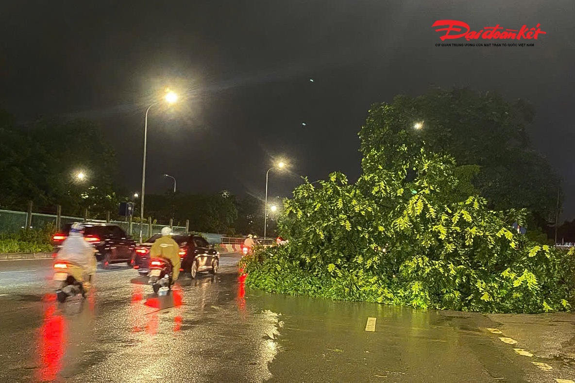 Cây xanh lớn bị gió giật mạnh quật đổ tại khu vực Đại lộ Thăng Long sau cơn mưa giông chiều 28/5, gây cản trở giao thông.