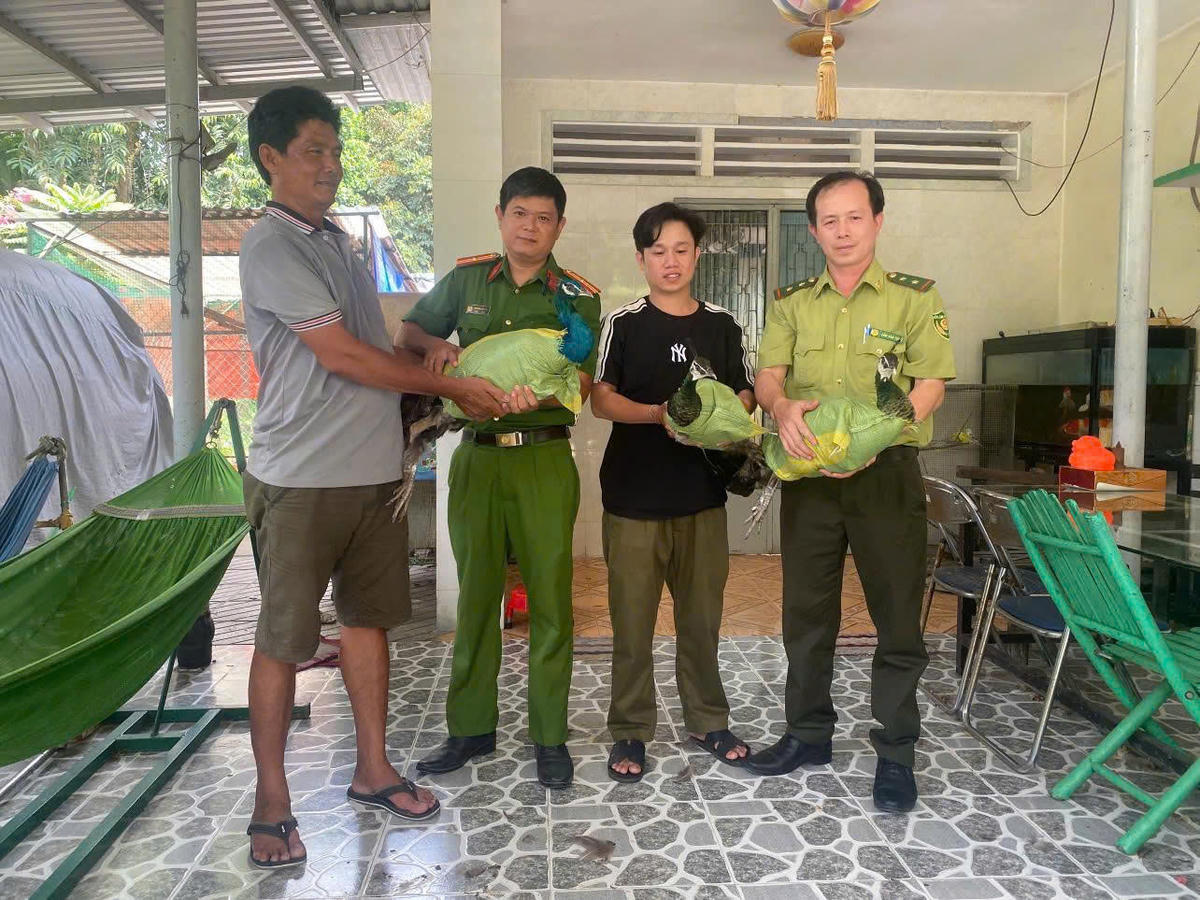 Ông Nguyễn Phi Phụng bàn giao cá thể chim công cho công an xã. Ảnh: CA.