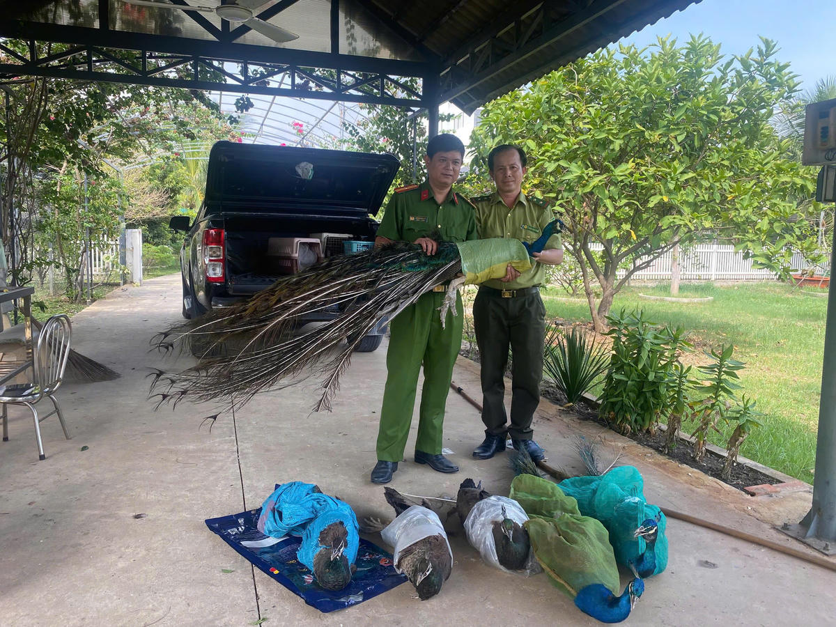 TP Hồ Chí Minh: Người dân tự nguyện giao nộp 9 cá thể chim công quý hiếm cho công an