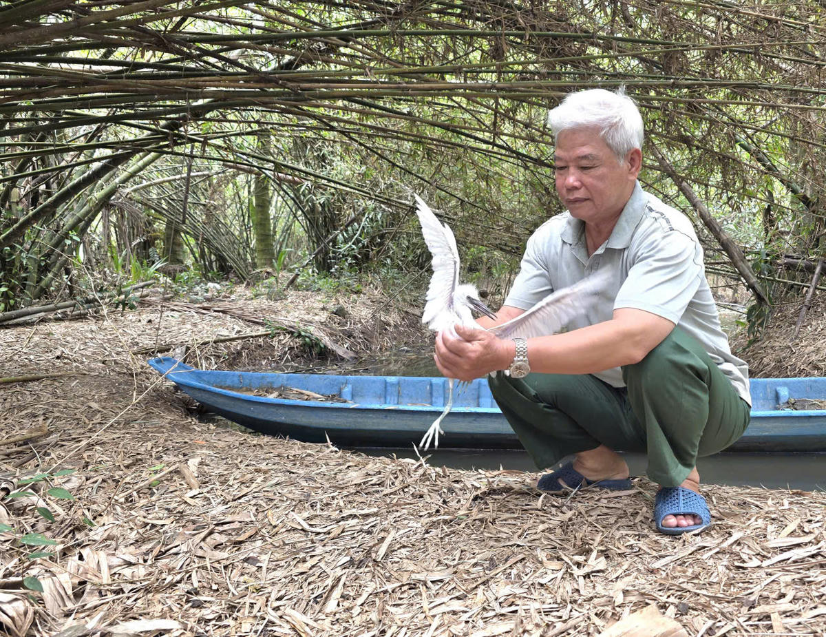 Ông Nguyễn Văn Thiệt chăm sóc cò non. Ảnh: Nguyên Du