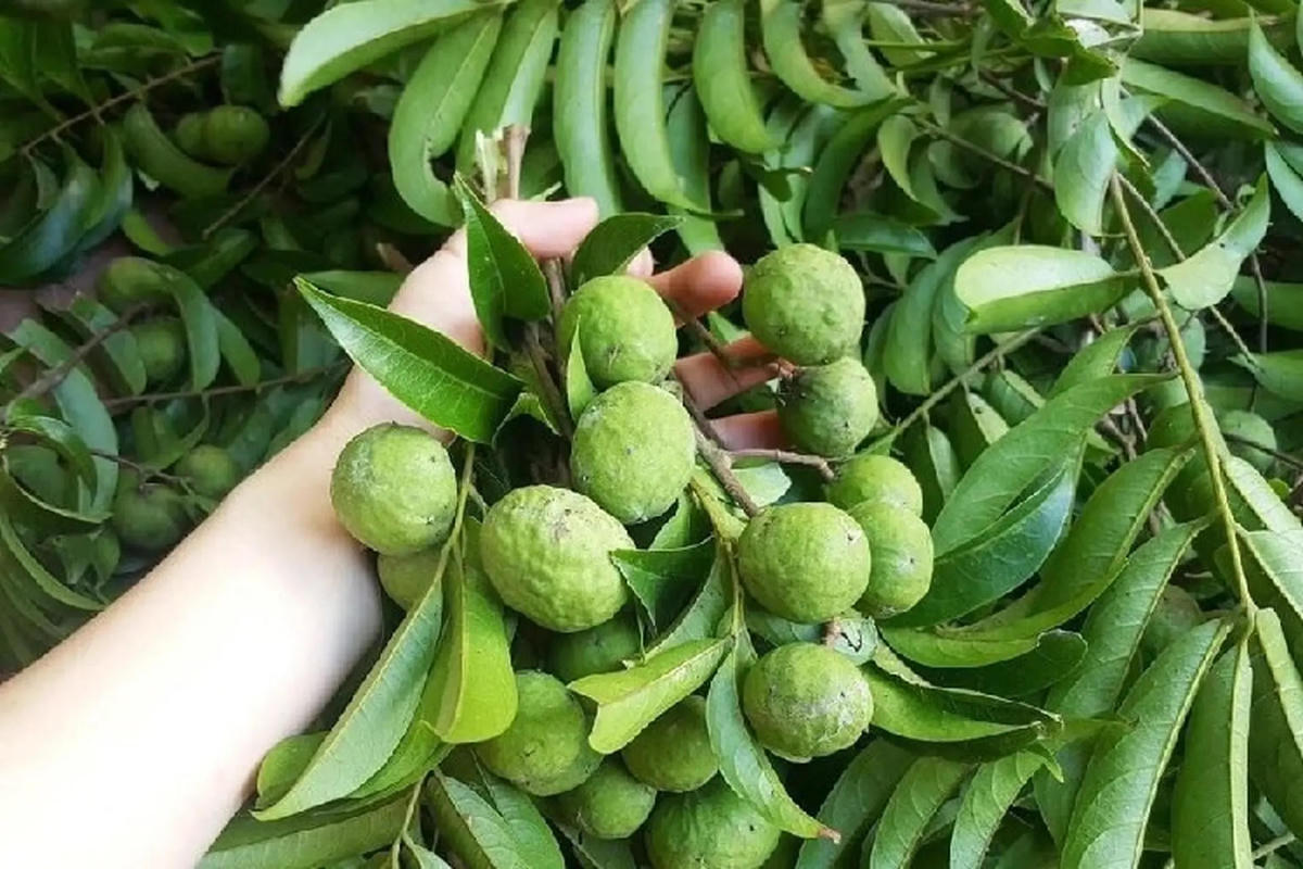 Vị sấu xanh ngày ấy