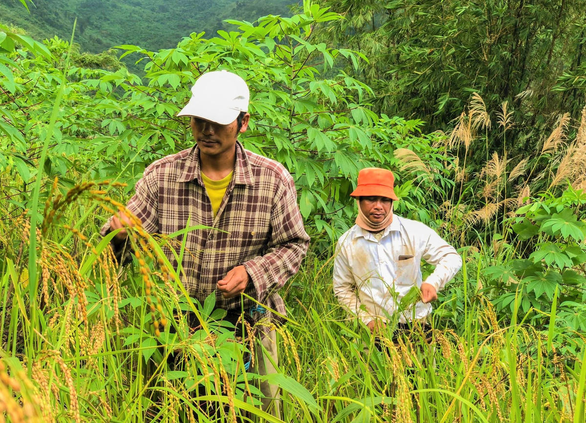Người dân vùng cao Sơn Tây, tỉnh Quảng Ngãi đang thu hoạch lúa. Ảnh: ST.