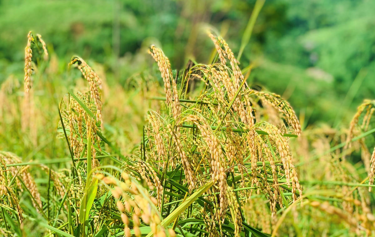 Những cây lúa được trồng trên triền đồi núi ở Quảng Ngãi. Ảnh: ST.