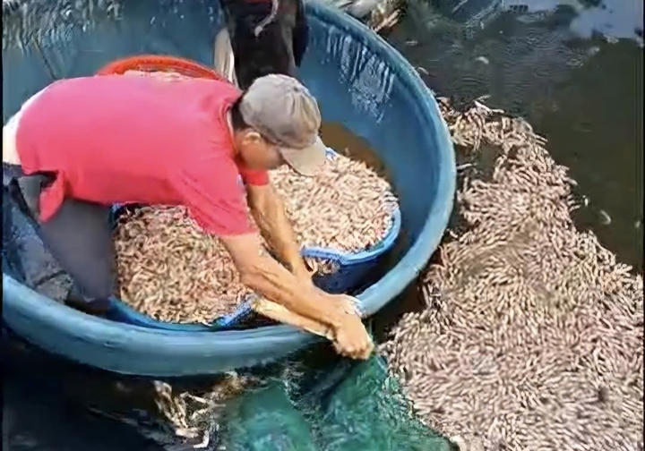 Hồ nuôi tôm xuất hiện tình trạng tôm chết hàng loạt, nổi dày đặc trên mặt nước. Ảnh: CTV