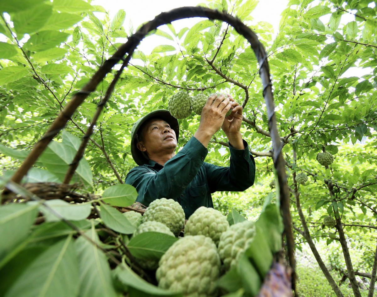 Ông Hoàng Văn Mạnh chăm sóc vườn na.