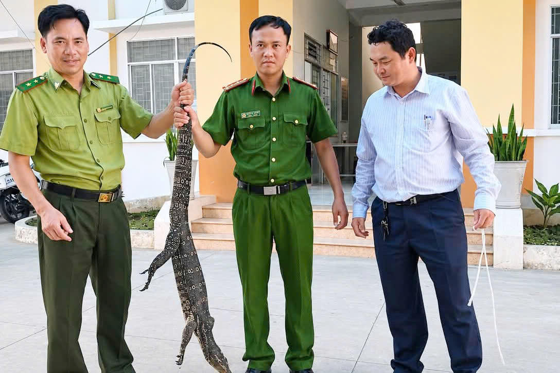 Lực lượng kiểm lâm phối hợp tiếp nhận cá thể kỳ đà hoa để trả về môi trường sống tự nhiên. Ảnh: T.N.