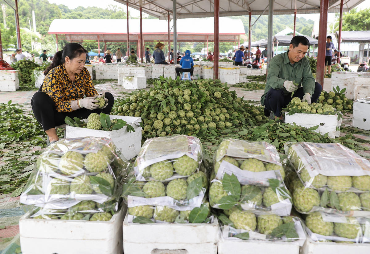 Vụ na năm 2025, doanh thu từ sản phẩm đạt trên 1.500 tỷ đồng.
