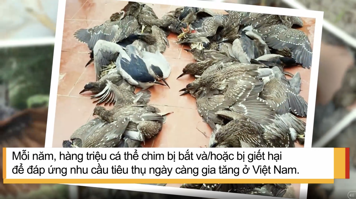 Mở lối cho dòng phim sinh thái 