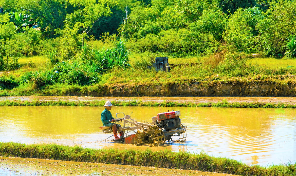 Nông dân cày bừa trên cánh đồng ruộng trời nắng. Ảnh: TT.