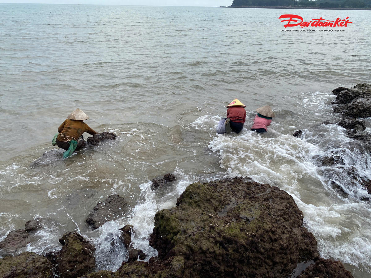 Để có được những mớ rau cạo tươi ngon, người dân bất chấp các ghềnh đá phủ rêu trơn trượt, sóng biển liên tục xô vào và luôn đối mặt với nguy hiểm. Ảnh: ĐB