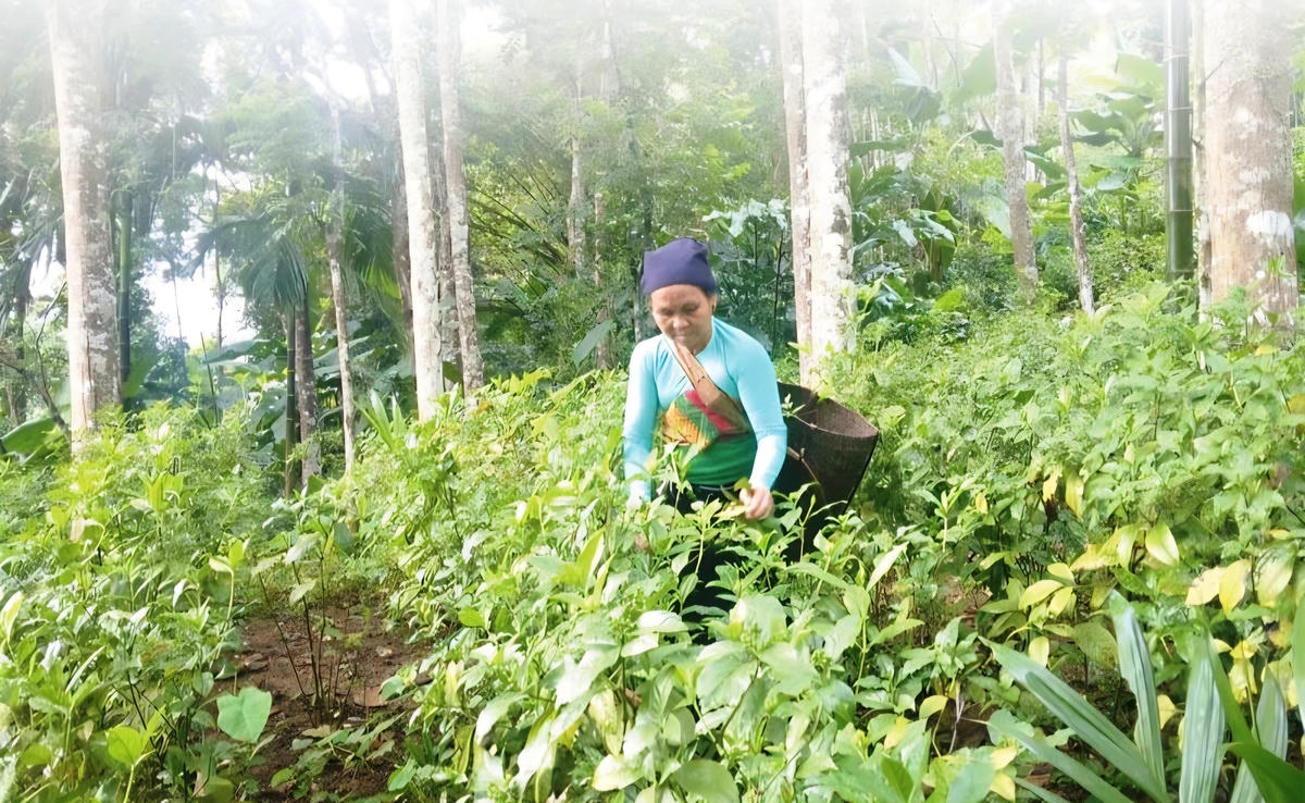 Trồng dược liệu kết hợp với du lịch sinh thái đang góp phần thay đổi đời sống của đồng bào tại xã Thạch Lập.