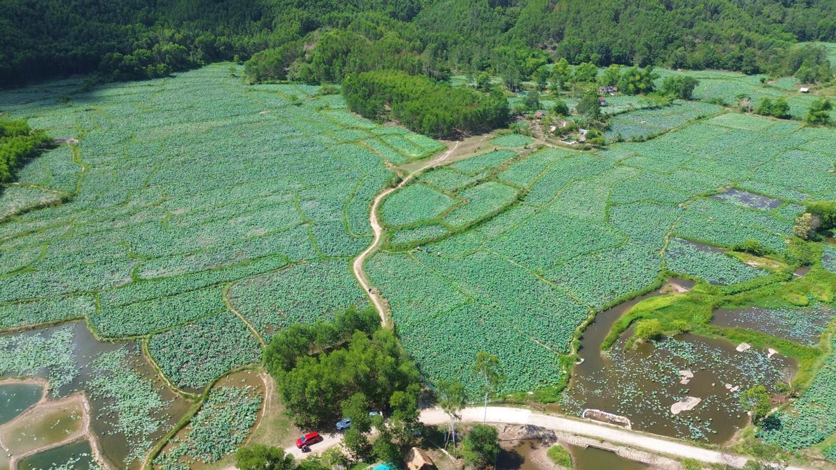 Một góc đầm sen Trà Lý nhìn từ trên cao. Ảnh: TT.