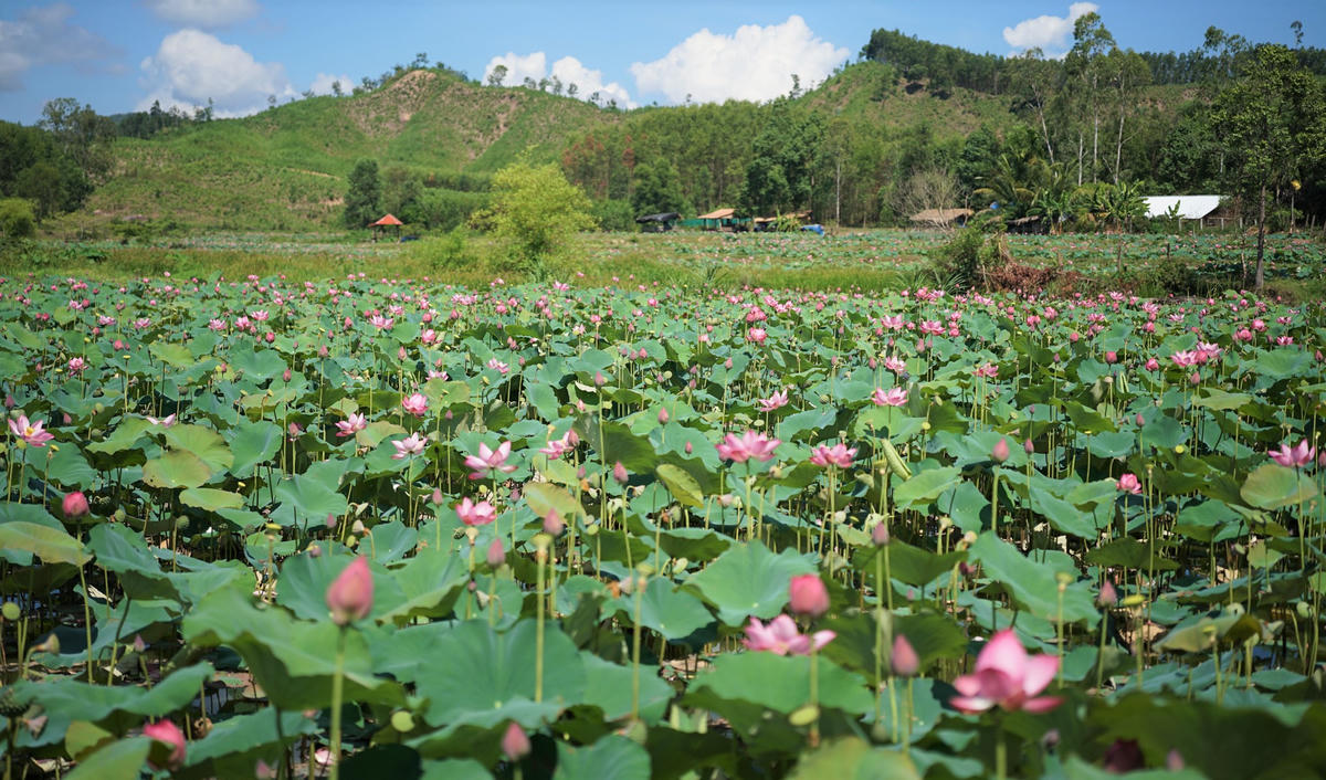 Đầm sen ở Trà Lý nở rộ khoe sắc. Ảnh: CĐ.