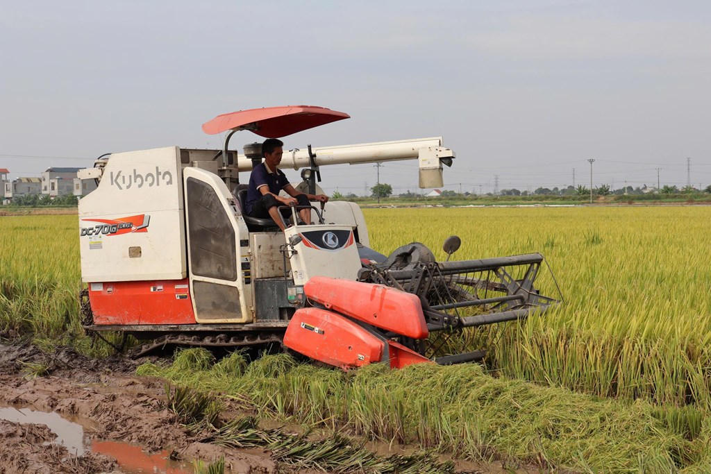 Thu hoạch lúa trên cánh đồng của Hợp tác xã Hữu Chung (xã Tân An, thành phố Hải Phòng) Ảnh: BH