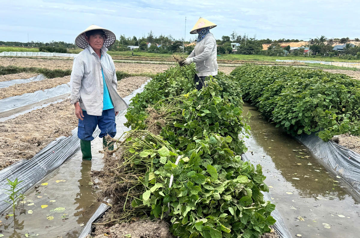 Người dân đi hái lá mùng 5 để bán cho tiểu thương. Ảnh: NT.