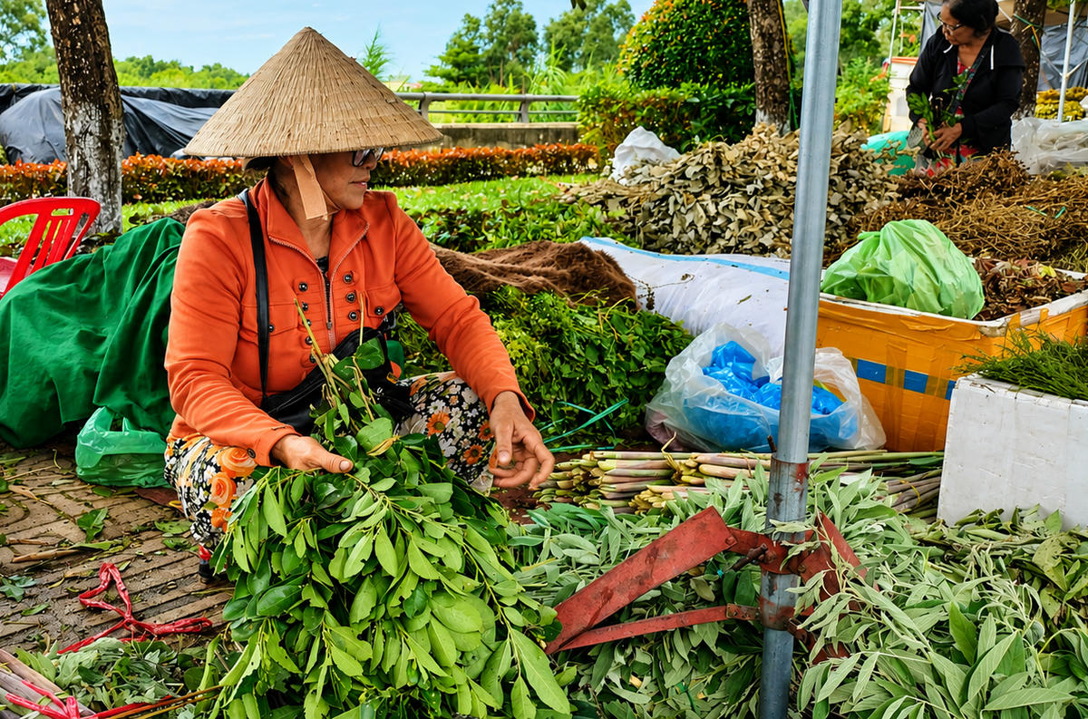 Lá mùng 5 dùng để nấu nước uống chữa các loại bệnh. Ảnh: TT.