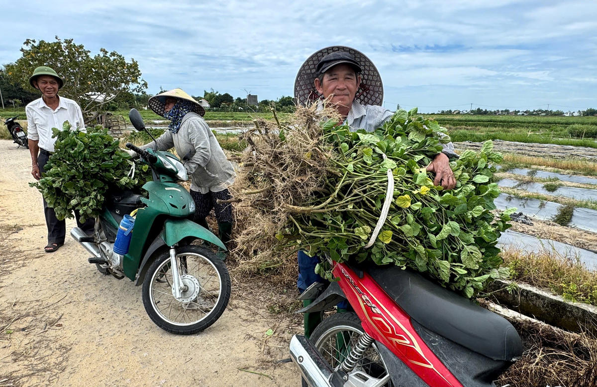 Người dân vận chuyển lá mùng 5 về nhà. Ảnh: NT.