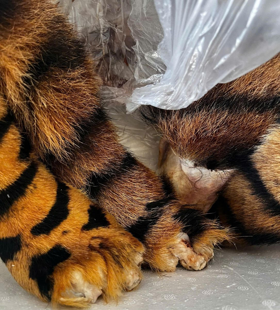 4 chi động vật giống chân hổ được tìm thấy tại nhà 2 người này. Ảnh: CATH